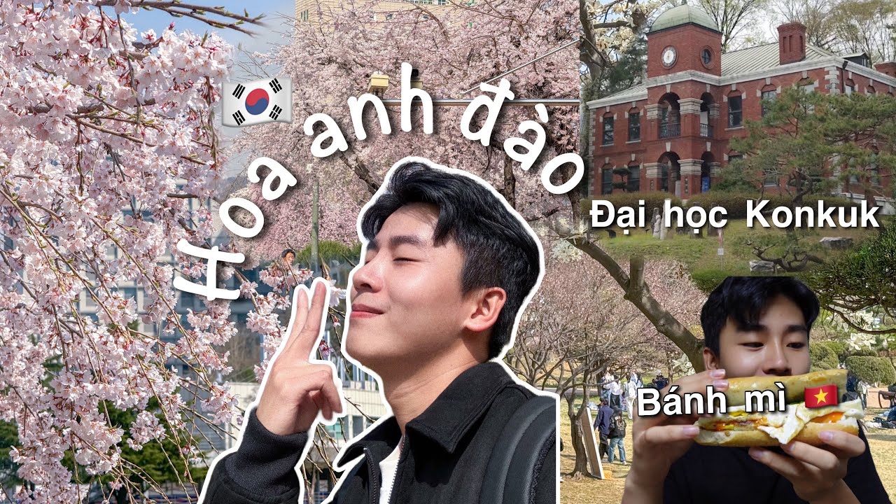 Đi học trong ngôi trường đầy HOA ANH ĐÀO Ở HÀN QUỐC